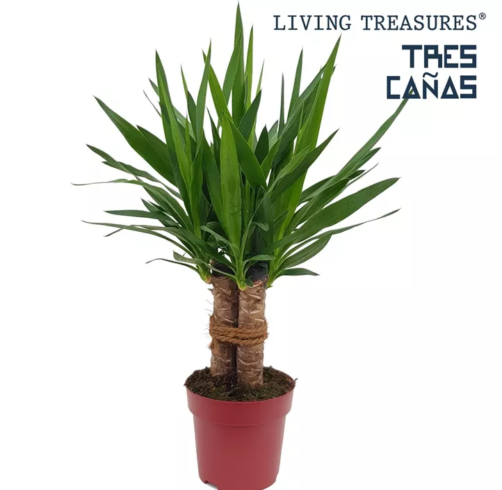 Riesen-Palmlilie 'Tres Canas' Riesen-Palmlilie 'Tres Canas'