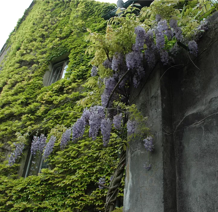 Japanischer Blauregen, Schirmform