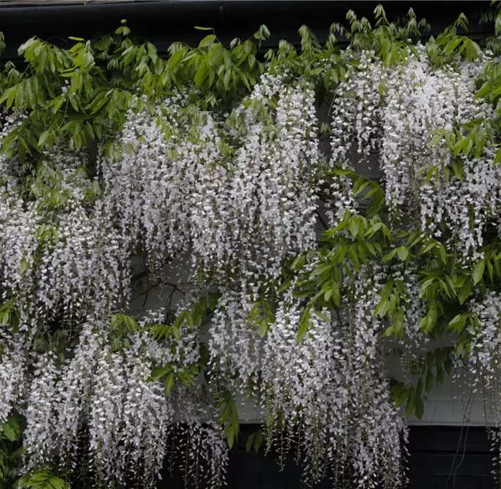 Japanischer Blauregen, Schirmform