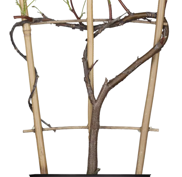 Amerikanischer Blauregen 'Amethyst Falls'® Amerikanischer Blauregen 'Amethyst Falls'®