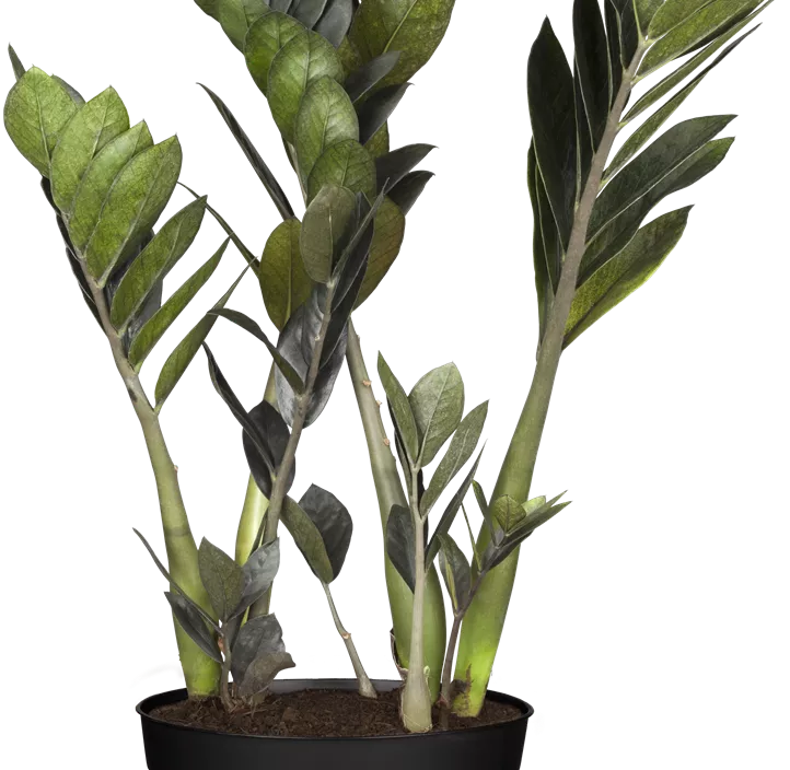 Glücksfeder 'Raven'