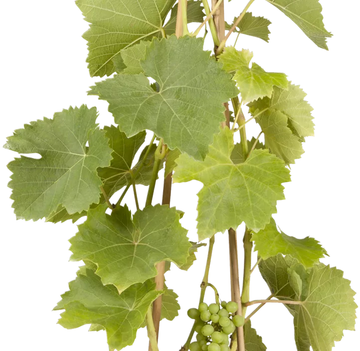 Weintraube 'Lakemont' Weintraube 'Lakemont'