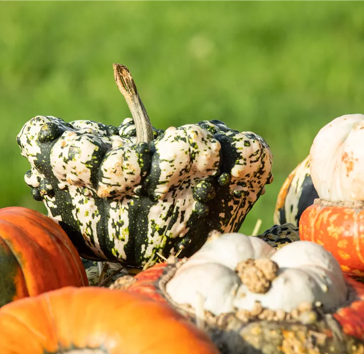Zier-Kuerbis Mischung 9Stk/Netz Zier-Kuerbis Mischung 9Stk/Netz