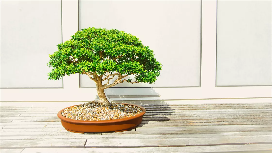 Bonsai - Bellaflora