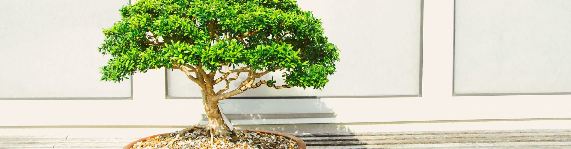 Bonsai Bonsai