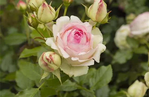 Weiß-Rosa Eden Rose im Garten Weiß-Rosa Eden Rose im Garten