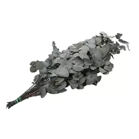 Eucalyptus Bund stabilisiert