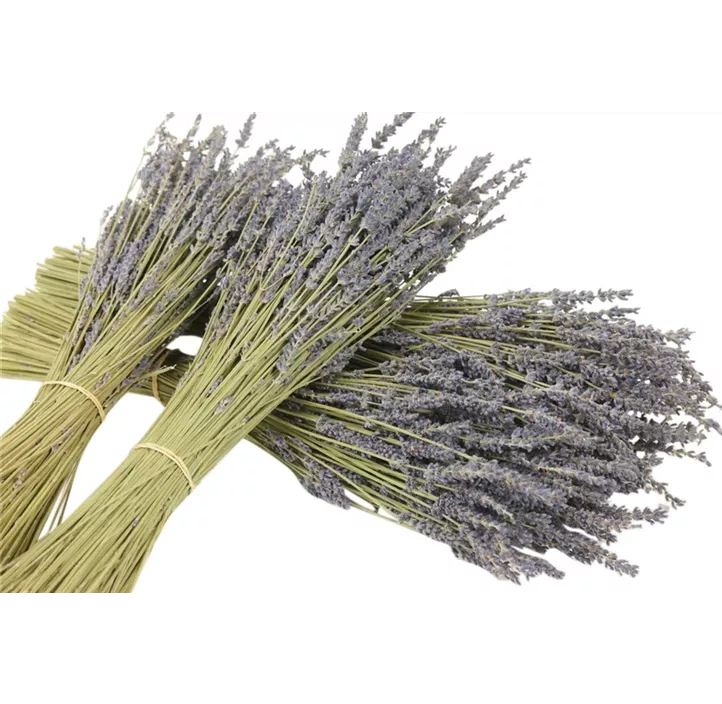Lavendel Bund