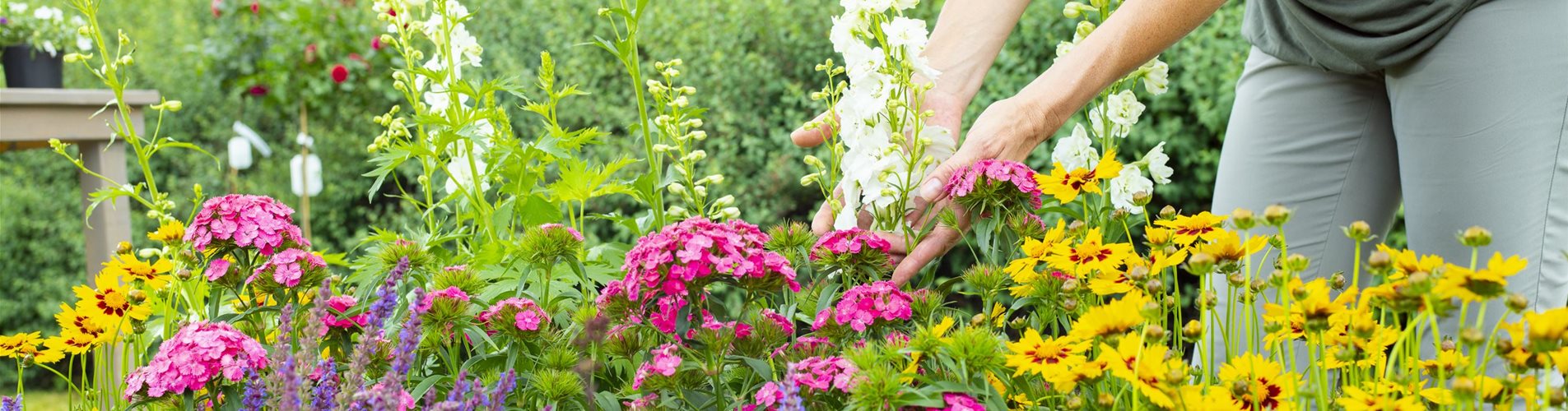 CF006181-0-0-3602-2702 CF006181-0-0-3602-2702