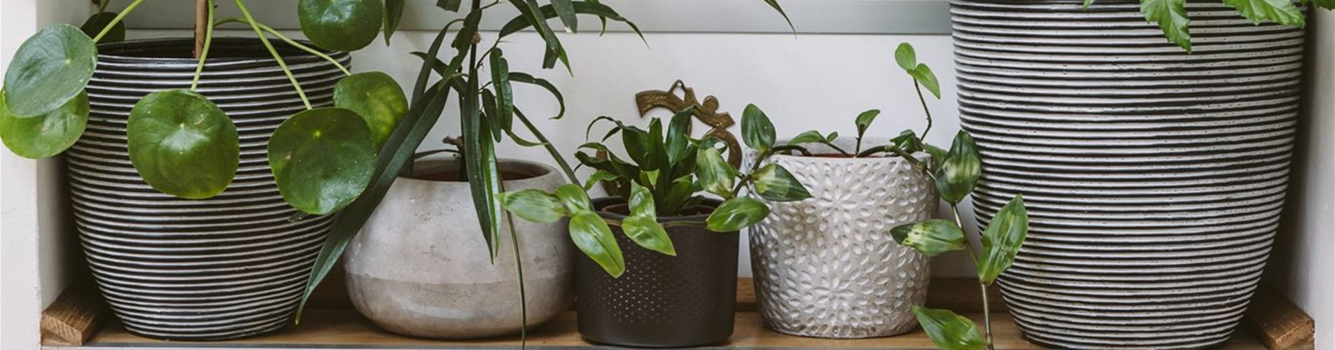 ladyvenom_bellaflora_AndreasGoma-158-0-1146-1400-787