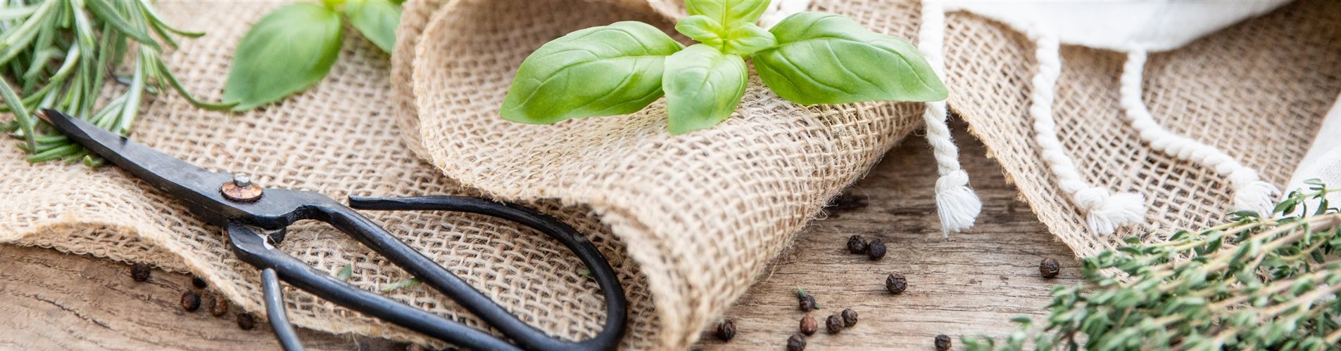 Mediterrane Kräuter im Ambiente  Mediterrane Kräuter im Ambiente