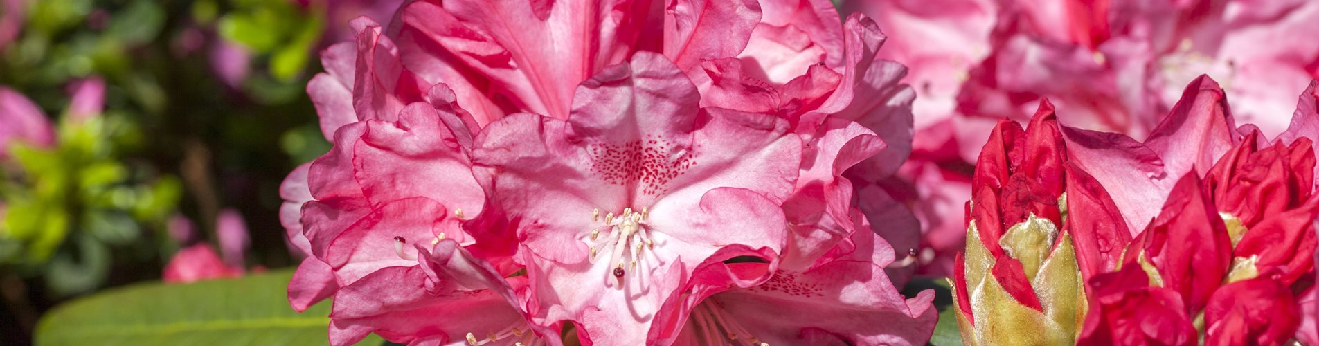 Rhododendron Rhododendron