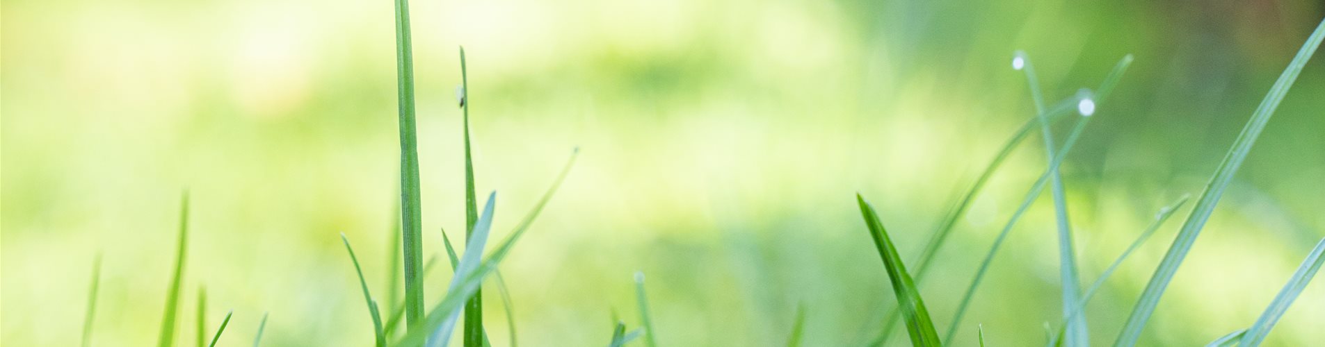 Gras mit Tau Gras mit Tau