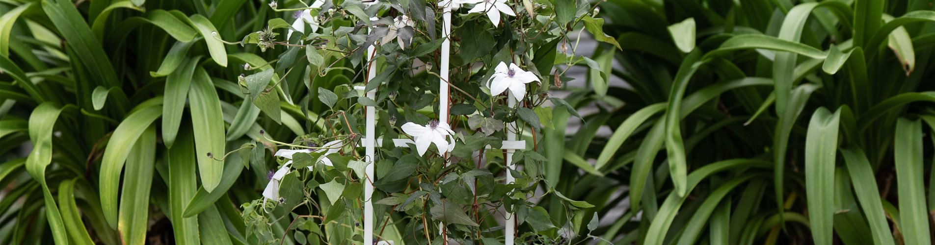 Bellaflora-content-studiosoco-2072-0-1267-4000-2250 Bellaflora-content-studiosoco-2072-0-1267-4000-2250