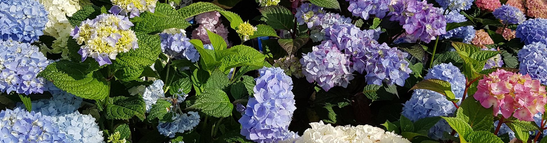 Hortensienblüte Hortensienblüte