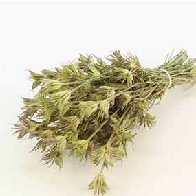 Nigella Orientalis Bund