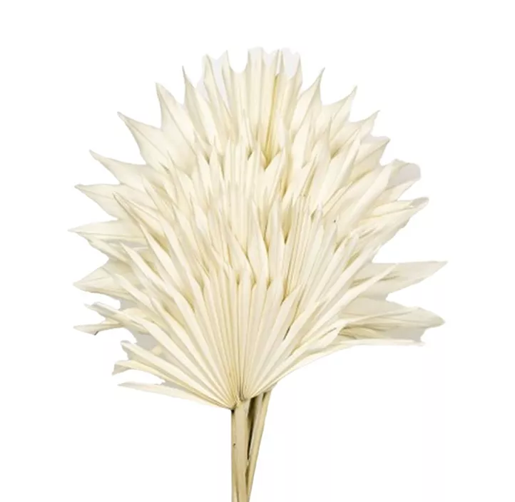 Palmblatt 6er