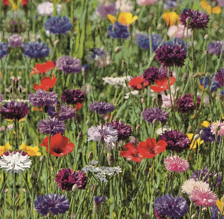 Serviette Sommer 2018