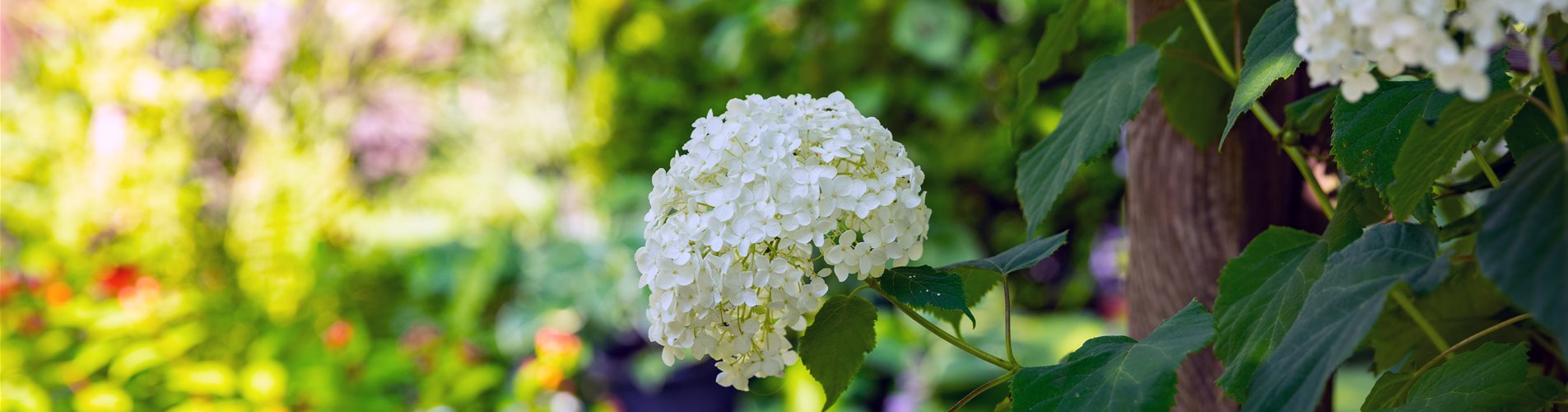 Hortensie im Garten Hortensie im Garten