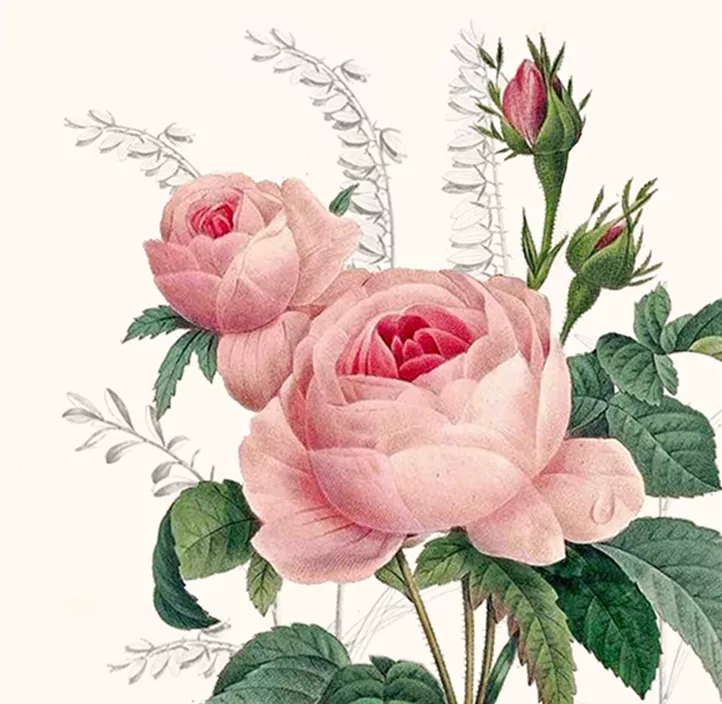 Serviette, Wonderful Rose