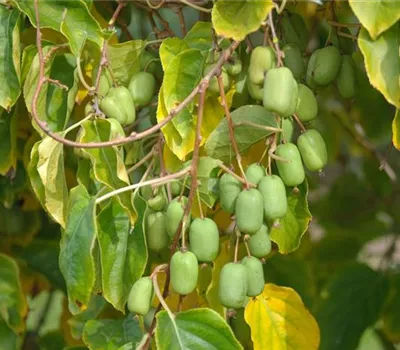 Actinidia arguta Issai