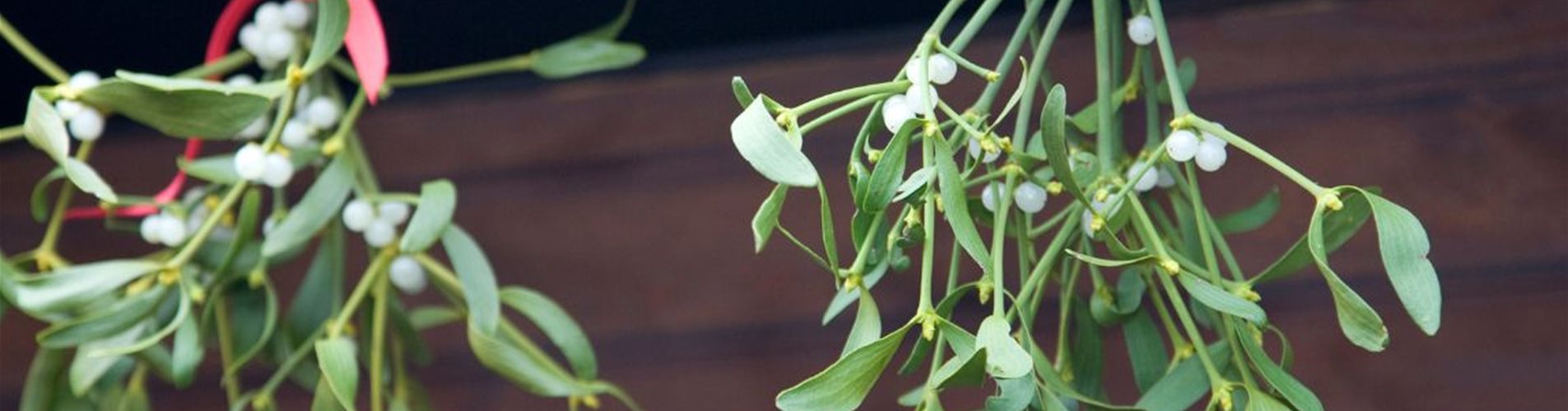 Bild für LP Adventzeit Bild für LP Adventzeit