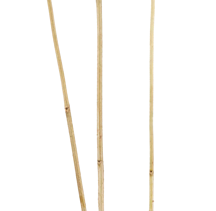 Gewürzstrauch 'Venus' Gewürzstrauch 'Venus'