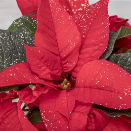 Euphorbia pulcherrima Euphorbia pulcherrima