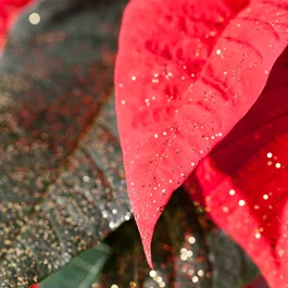 Euphorbia pulcherrima geglittert Euphorbia pulcherrima geglittert