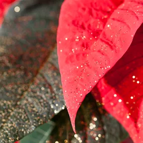 Euphorbia pulcherrima geglittert