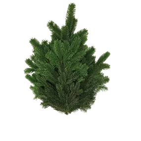 Nordmanntanne Handbund  Nordmanntanne Handbund