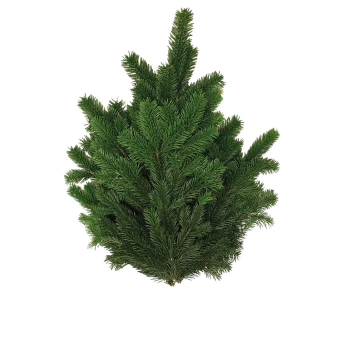 Nordmanntanne Handbund  Nordmanntanne Handbund