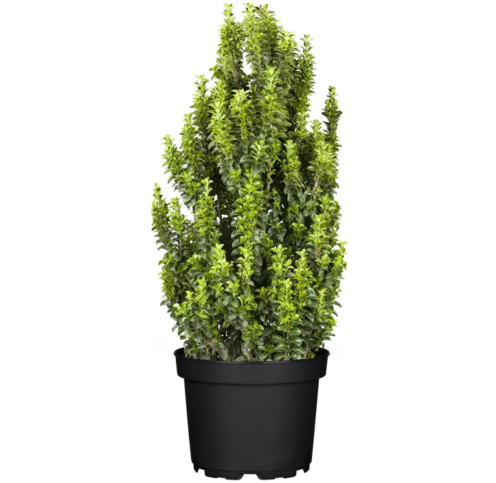 Japanspindel 'Benkomasaki'