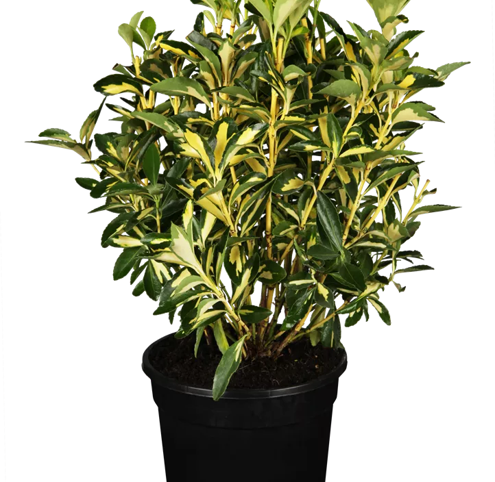 Japanspindel 'Mediopicta Luna'