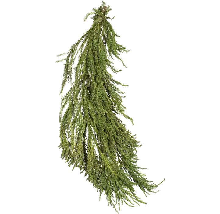 Cryptomeria Handbund