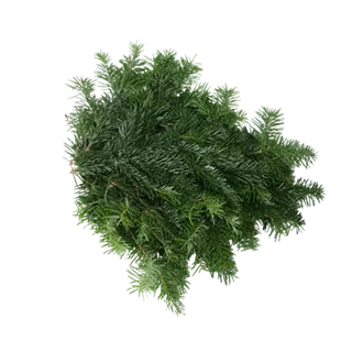 Nordmanntanne Reisig