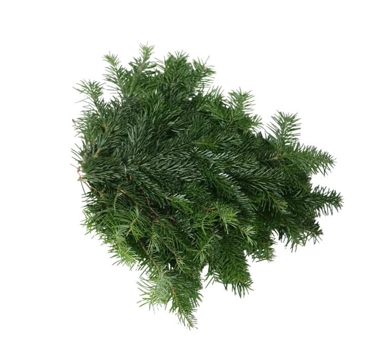 Nordmanntanne Reisig