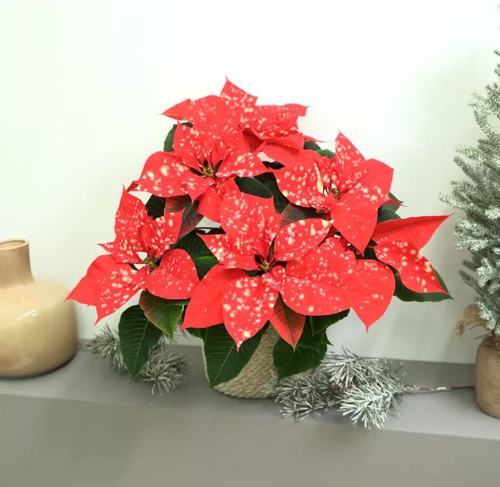 Weihnachtsstern 'Fantasy Star'®