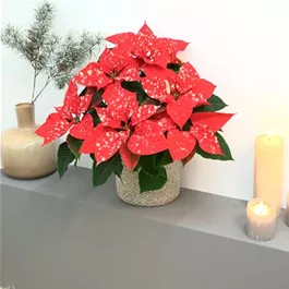 Poinsettia Fantasy Star Orange Poinsettia Fantasy Star Orange