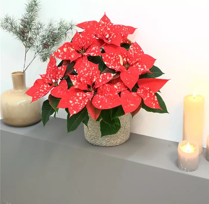 Weihnachtsstern 'Fantasy Star'®