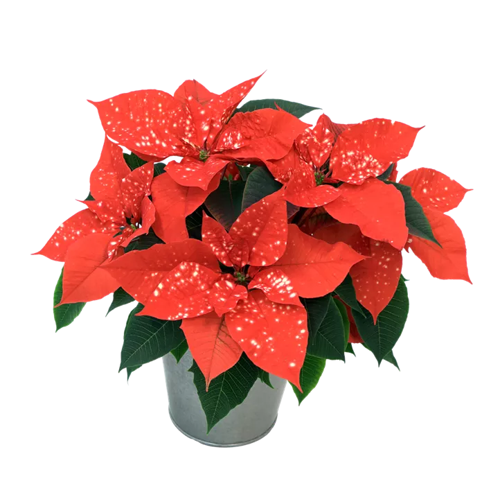 Weihnachtsstern 'Fantasy Star'®