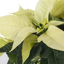 Weihnachtsstern Weihnachtsstern