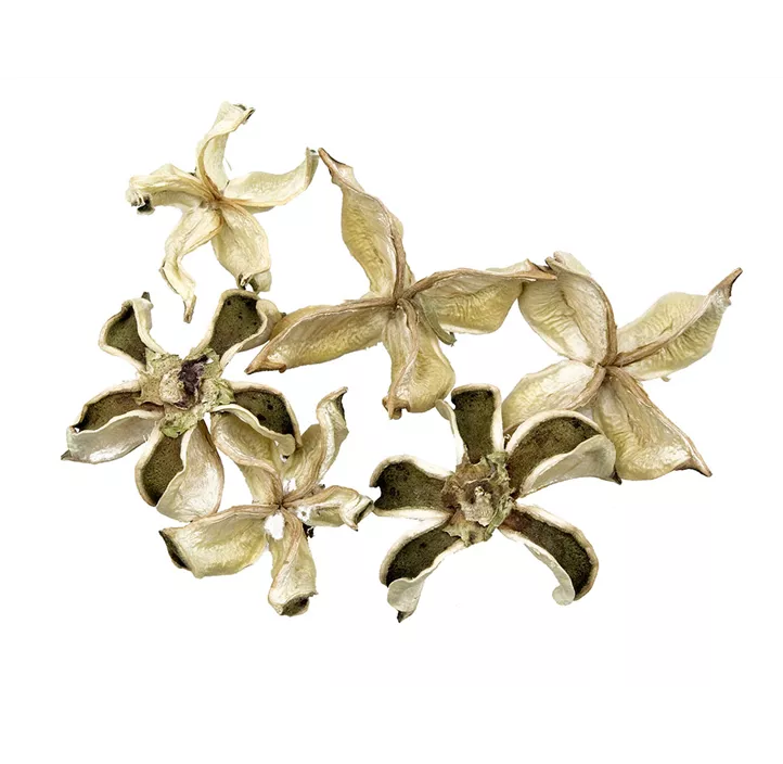 Baumwollkapseln Baumwollkapseln