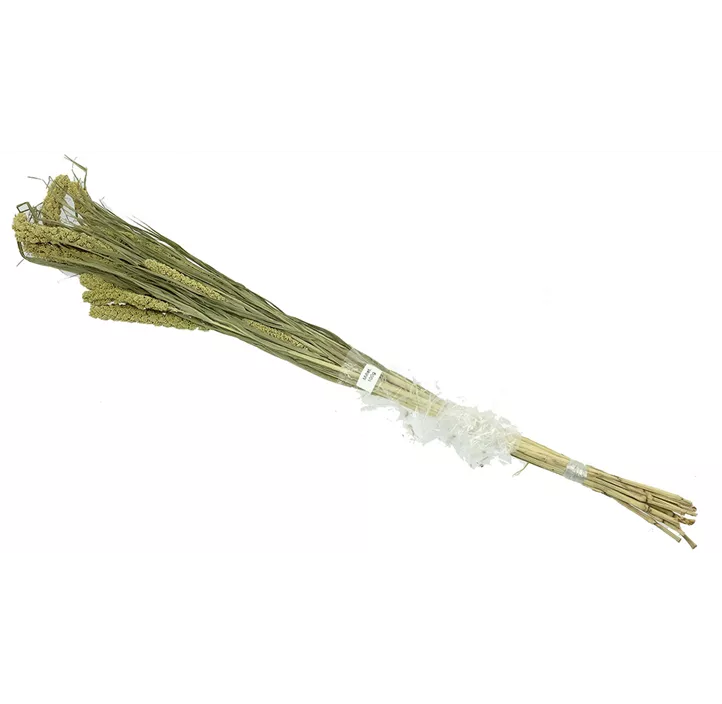 Canarigras Canarigras