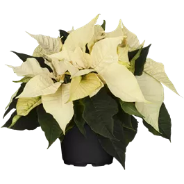 Euphorbia Princettia Euphorbia Princettia