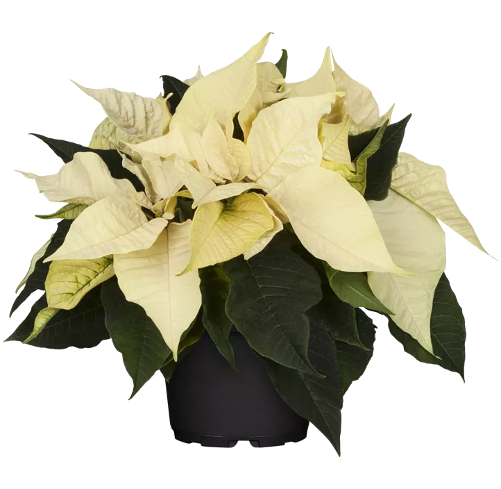 Herbststern 'Princettia®'