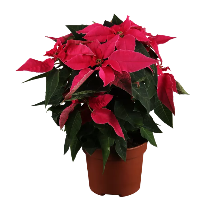 Herbststern 'Princettia®'