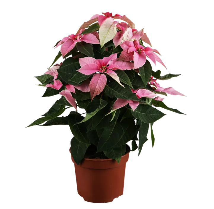 Herbststern 'Princettia®'