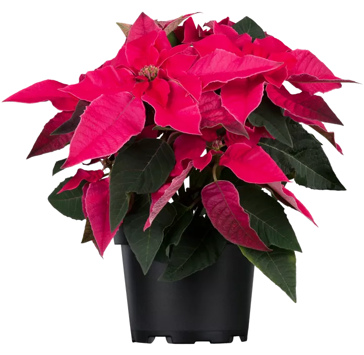 Herbststern 'Princettia®'