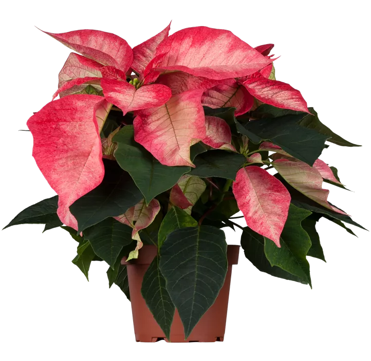 Herbststern 'Princettia®'